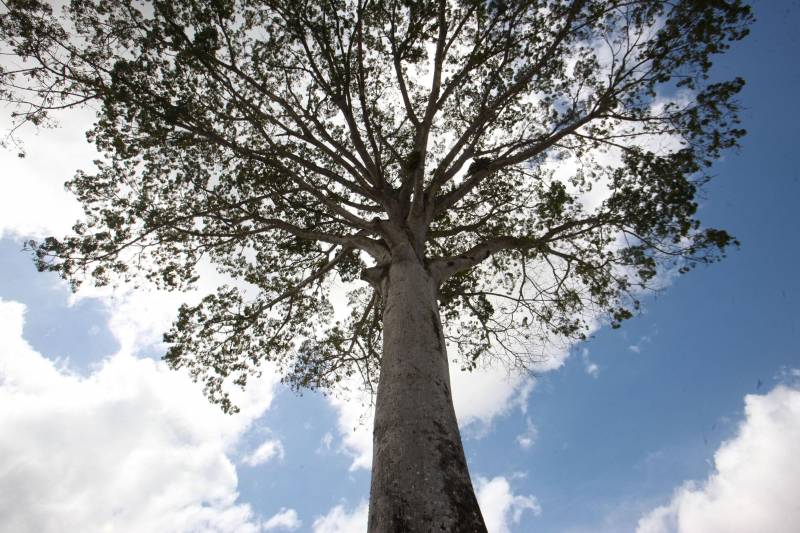 Com uma área equivalente a 1340 campos de futebol (1.340 hectares) o Parque Estadual do Utinga possui uma fauna exuberante com mais de 200 espécies de aves registradas e a maior biodiversidade de peixes em parques em todo o mundo com 90 espécies de peixes catalogadas.
FOTO: IGOR BRANDÃO / AG. PARÁ
DATA: 03.03.2018
BELÉM - PARÁ <div class='credito_fotos'>Foto: IGOR BRANDÃO / AG. PARÁ | <a href='/midias/2018/originais/ee665c0c-8714-4bf6-b9e2-aa3a6797be66.jpg' download><i class='fa-solid fa-download'></i> Download</a></div>