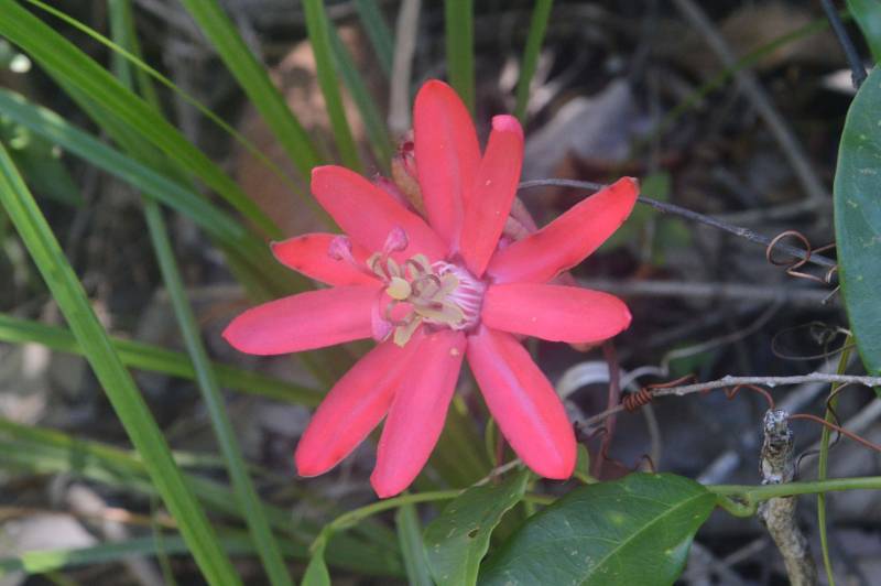 O Instituto de Desenvolvimento Florestal e da Biodiversidade (Ideflor-bio) publicou o Guia de Plantas da Área de Proteção Ambiental (APA) Algodoal-Maiandeua no FieldGuides, uma plataforma internacional para a indexação de espécies de plantas, animais, fungos, liquens e algas existentes no mundo. O FieldGuides é mantido pelo Field Museum Botanical Gardens em Chicago, nos Estados Unidos. O documento é ilustrado com fotos das diversas espécies vegetais e também com identificação do nome científico e família dessas plantas. O levantamento florístico (foto) que deu origem ao Guia começou a ser feito pela Gerência de Biodiversidade do Ideflor-bio em 2016, a partir de um projeto que previa a realização de diversas incursões fotográficas à APA Algodoal-Maiandeua.

FOTO: ASCOM / IDEFLOR-BIO
DATA: 20.12.2018
MARACANÃ - PARÁ
 <div class='credito_fotos'>Foto: Ascom Ideflor-Bio   |   <a href='/midias/2018/originais/ef24b52c-754a-45a2-a198-a1f7f6288887.jpg' download><i class='fa-solid fa-download'></i> Download</a></div>