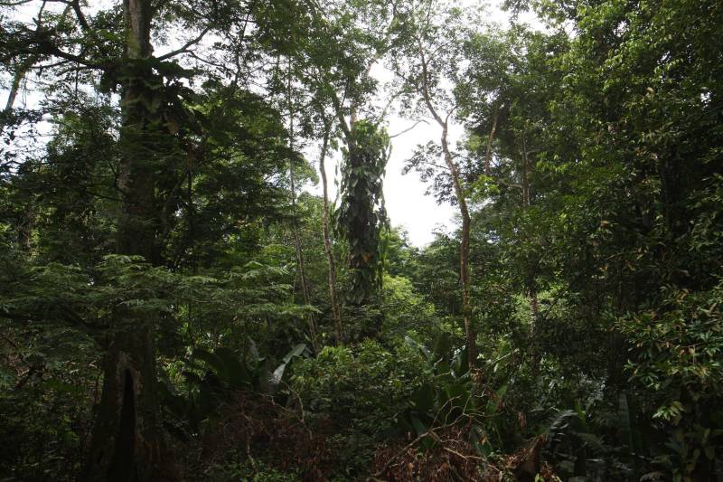 Com uma área equivalente a 1340 campos de futebol (1.340 hectares) o Parque Estadual do Utinga possui uma fauna exuberante com mais de 200 espécies de aves registradas e a maior biodiversidade de peixes em parques em todo o mundo com 90 espécies de peixes catalogadas.
FOTO: IGOR BRANDÃO / AG. PARÁ
DATA: 03.03.2018
BELÉM - PARÁ <div class='credito_fotos'>Foto: IGOR BRANDÃO / AG. PARÁ | <a href='/midias/2018/originais/ef7124fe-b949-4d94-b1d1-c824cfeedd4b.jpg' download><i class='fa-solid fa-download'></i> Download</a></div>