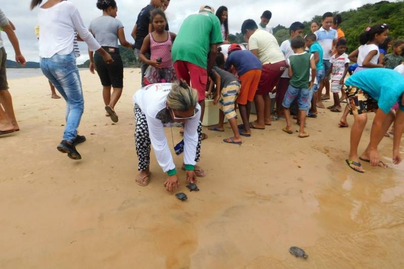 Mais de 2200 filhotes de tracajás e de tartarugas-da-amazônia foram soltos à beira do rio Araguaia na primeira semana de maio. A soltura foi realizada pela Gerência da Região Administrativa do Araguaia (GRA) do Instituto de Desenvolvimento Florestal e da Biodiversidade (Ideflor-bio), em parceira com o Instituto Ambiental Xambioá (IAX), no município de São Geraldo do Araguaia, no sudeste do Pará, e representou cerca 52% dos ovos de quelônios que foram resgatados em ações das instituições em 2017.
FOTO: ASCOM IDEFLOR-BIO
DATA: 08.05.2018
SÃO GERALDO DO ARAGUAIA - PARÁ <div class='credito_fotos'>Foto: ASCOM SEMAS | <a href='/midias/2018/originais/f132daeb-196b-467d-a7a9-284d4b13be0c.jpg' download><i class='fa-solid fa-download'></i> Download</a></div>