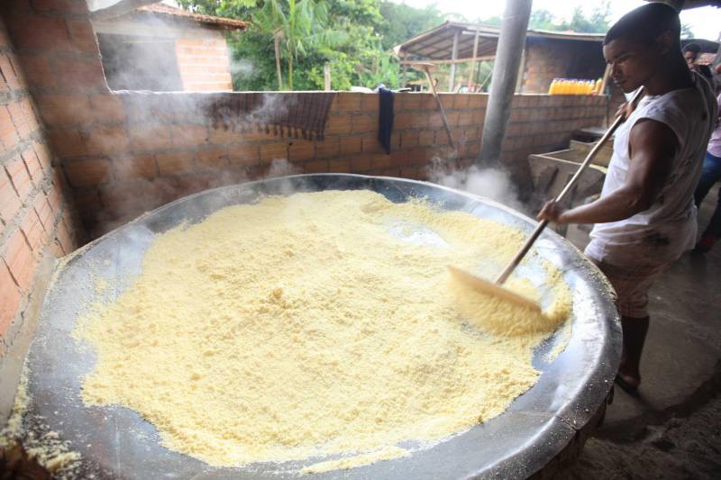 O dia começa cedo para a família do agricultor Adilson dos Santos, 33 anos. Produtores de mandioca da comunidade quilombola Boa Vista do Itá, de Santa Izabel do Pará, região metropolitana de Belém, eles são o retrato de uma tradição que vem se perpetuando por gerações e garantindo na mesa dos paraenses o produto que é a base alimentar do Estado. Do plantio ao beneficiamento, o lavrador herdou do pai a cultura que hoje é a principal fonte de renda da vila, onde vivem cerca de 50 famílias. No Pará, 96% da mandioca produzida vem da agricultura familiar. “Mandioca é pop, mandioca é tudo”, brinca Adilson. Ele está certo. Os produtos derivados da planta são diversos e ajudam a compor alguns dos pratos típicos mais conhecidos da região. Quase onipresente na mesa do paraense, a farinha é, muitas vezes, o alimento principal, nos sete dias da semana. Mas para chegar até as nossas casas, é preciso muito esforço e dedicação, aliado ao emprego de pesquisa e investimentos cada vez maiores do poder público. O conhecimento empírico do homem do campo hoje recebe o apoio de novas tecnologias e técnicas de plantio, que resultam em mais qualidade e produtividade.
FOTO: MÁCIO FERREIRA / AG PARÁ
DATA: 25.02.2018
SANTA IZABEL DO PARÁ
<div class='credito_fotos'>Foto: MÁCIO FERREIRA/ AG. PARÁ | <a href='/midias/2018/originais/f34c0ae3-ba2d-4489-b77d-cecb7117fbc5.jpg' download><i class='fa-solid fa-download'></i> Download</a></div>