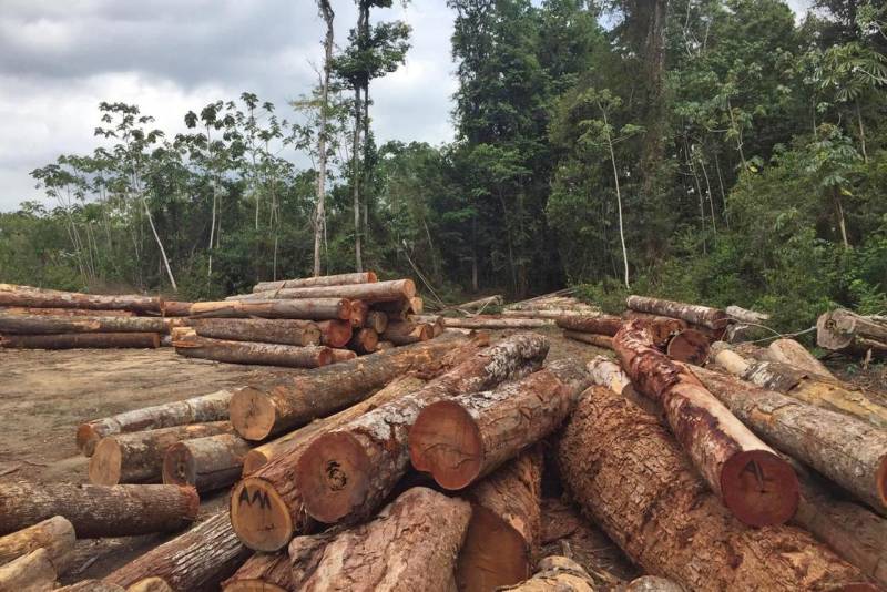 Uma fiscalização de combate à exploração ilegal de madeira está sendo executada pela Secretaria de Meio Ambiente e Sustentabilidade (Semas), em conjunto com o Ideflor-Bio, nos municípios de Tucuruí, Baião e Portel, no sudeste do Pará, onde foram apreendidos cerca de 3 mil m³ de madeira em tora de várias espécies. 

FOTO: ASCOM SEMAS
DATA: 29.11.2018
 <div class='credito_fotos'>Foto: ASCOM SEMAS   |   <a href='/midias/2018/originais/f486bb1b-17aa-4c7a-935f-089c0987aa4a.jpg' download><i class='fa-solid fa-download'></i> Download</a></div>