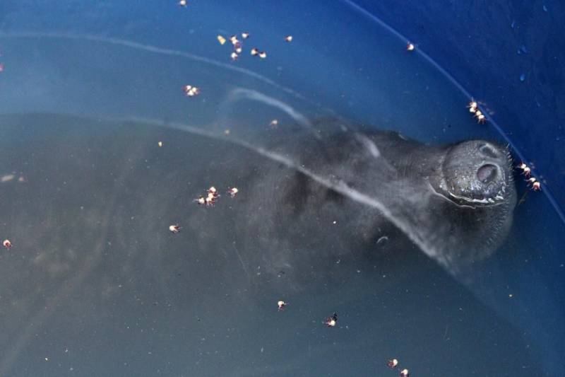 Um filhote fêmea de peixe-boi, já batizada de Neguinha, foi resgatada depois de encalhar em uma praia na ilha dos Pombos e levada por uma pescadora para a ilha da Conceição, também no município de Limoeiro do Ajuru, na região Tocantins.
FOTO: ASCOM SEMAS
DATA: 26.04.2018
LIMOEIRO DO AJURU - PARÁ <div class='credito_fotos'>Foto: ASCOM SEMAS | <a href='/midias/2018/originais/f4cc6c67-0e99-468a-ae0c-8dfd721b85ee.jpg' download><i class='fa-solid fa-download'></i> Download</a></div>