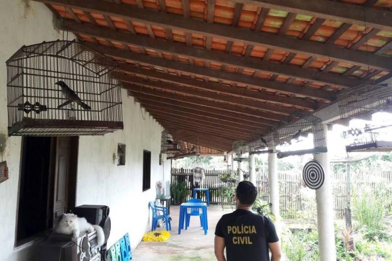 A Divisão Especializada em Meio Ambiente (Dema) da Polícia Civil deflagrou a operação denominada Kayapó, para apurar denúncias sobre a irregular criação e comércio de animais silvestres na cidade de Santa Luzia do Pará, nordeste do Estado.
FOTO: ASCOM POLICIA CIVIL
DATA: 11.05.2018
SANTA LUZIA DO PARÁ - PARÁ <div class='credito_fotos'>Foto: Ascom Polícia Civil | <a href='/midias/2018/originais/f52da64b-2a5e-41c2-b733-aab45bbaffea.jpg' download><i class='fa-solid fa-download'></i> Download</a></div>