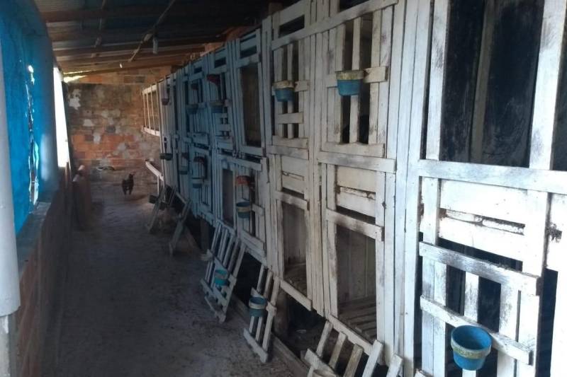 Policiais civis da Divisão Especializada em Meio Ambiente (Dema), com apoio da Superintendência da Região Integrada do Guamá, desencadearam nesta quinta-feira (7) a Operação Sapucaí, no município de Castanhal, para combater crimes ambientais relacionados à prática ilegal de rinha de galos. Durante a ação policial, 36 galos da espécie Índio Brasileiro foram resgatados de um cativeiro.
FOTO: ASCOM /POLÍCIA CIVIL
DATA: 07.06.2018
CASTANHAL - PARÁ <div class='credito_fotos'>Foto: Polícia Civil | <a href='/midias/2018/originais/f6124191-8663-4b8f-b0d4-b3106a555d5a.jpg' download><i class='fa-solid fa-download'></i> Download</a></div>