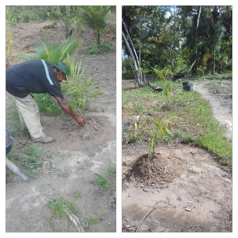 O Escritório Regional do Carajás, vinculado ao Instituto de Desenvolvimento Florestal e da Biodiversidade (Ideflor-bio), encerra nesta quarta-feira (18) uma série de ações nos municípios de Ulianópolis e Paragominas, sudeste paraense. As ações buscam apresentar a agricultores o Projeto de Restauração Florestal Através de Sistemas Agroflorestais (Prosaf) e também vistoriar viveiros implantados pelo Ideflor-bio. Em Ulianópolis, a ação aconteceu na comunidade Boa Esperança, que já recebeu um viveiro de mudas. Segundo o gerente do Escritório Regional do Carajás, Cleberson Salomão, a ida à comunidade, no dia 16, serviu para formar um grupo de agricultores rurais para a realização de atividades do Prosaf.
FOTO: ASCOM / IDEFLOR
DATA: 18.04.2018
ULIANÓPOLIS - PARÁ <div class='credito_fotos'>Foto: Ascom Ideflor | <a href='/midias/2018/originais/f621c1d6-6d6f-4a42-95c4-b7e3b872676b.jpg' download><i class='fa-solid fa-download'></i> Download</a></div>