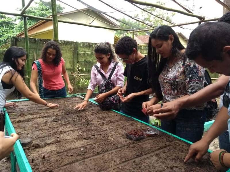 Um curso sobre beneficiamento e produção de mudas foi oferecido na manhã desta quarta-feira (06), pela direção do Parque Ambiental de Ananindeua Antônio Danúbio, para estudantes de faculdades e universidades da Região Metropolitana de Belém. O curso (foto) foi ministrado pela engenheira agrônoma Laura Dias, do Instituto de Desenvolvimento Florestal e da Biodiversidade (Ideflor-bio), durante a Semana do Meio Ambiente. Participaram 25 alunos de várias instituições, como Universidade Federal do Pará (UFPA), Faculdade Pan-Amazônica, Faculdade Metropolitana da Amazônia e Escola Técnica Rural Juscelino Kubitschek. Os participantes tiveram aulas teóricas e práticas sobre os diversos processos da produção de mudas, desde a preparação das sementes até o plantio.
FOTO: ASCOM / IDEFLOR-BIO
DATA: 06.06.2018
BELÉM - PARÁ <div class='credito_fotos'>Foto: ASCOM / IDEFLOR-BIO | <a href='/midias/2018/originais/f651ccc8-099d-49b8-9a7a-ca639c1a5467.jpg' download><i class='fa-solid fa-download'></i> Download</a></div>