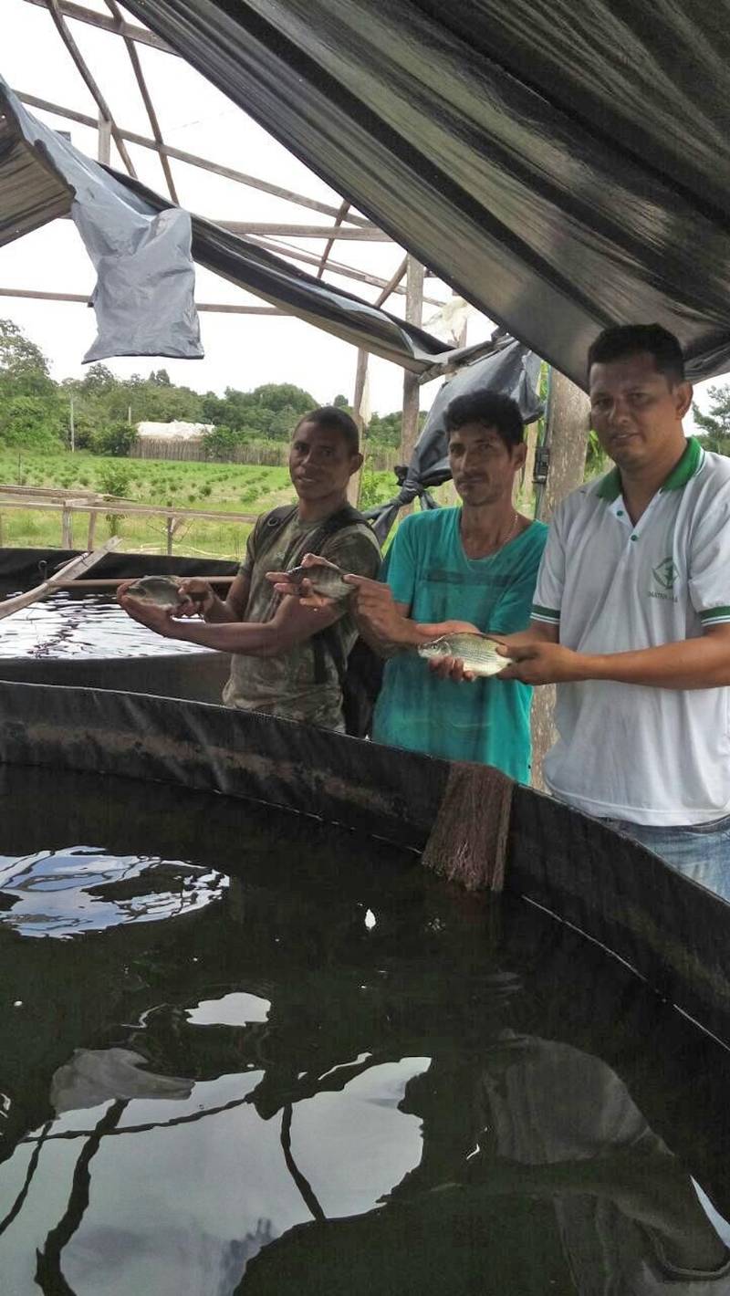 Um projeto-piloto em piscicultura, que diversifica a produção familiar e vai além de um sistema fechado de criação intensiva de peixes, reutilizando água pós-tratamento mecânico e biológico, vem sendo desenvolvido pela Empresa de Assistência Técnica e Extensão Rural do Pará (Emater), por meio de seu escritório local em Marapanim, no nordeste paraense. Segundo o engenheiro agrônomo Wilson Castro Rodrigues, chefe do escritório no município, o projeto também “contribui com o ecossistema, reduz a emissão de poluentes ambientais e a necessidade de uso de água e energia em grande quantidade, além de integrar lavoura e pecuária por ocupação de poucos espaços, permitindo renda extra aos pequenos agricultores”.
FOTO: ASCOM / EMATER
DATA: 20.04.2018
MARAPANIM - PARÁ <div class='credito_fotos'>Foto: ASCOM EMATER | <a href='/midias/2018/originais/f9cfeba5-59bb-4e99-9da5-6ba7c90b3162.jpg' download><i class='fa-solid fa-download'></i> Download</a></div>