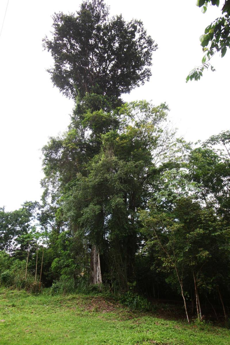 Com uma área equivalente a 1340 campos de futebol (1.340 hectares) o Parque Estadual do Utinga possui uma fauna exuberante com mais de 200 espécies de aves registradas e a maior biodiversidade de peixes em parques em todo o mundo com 90 espécies de peixes catalogadas.
FOTO: IGOR BRANDÃO / AG. PARÁ
DATA: 03.03.2018
BELÉM - PARÁ <div class='credito_fotos'>Foto: IGOR BRANDÃO / AG. PARÁ | <a href='/midias/2018/originais/fc305f13-cca7-44d2-903b-ad6183632067.jpg' download><i class='fa-solid fa-download'></i> Download</a></div>