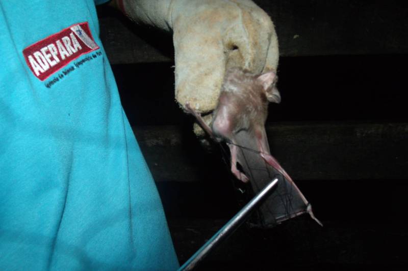A Agência de Defesa Agropecuária do Estado do Pará (Adepará) atua no controle de raiva humana no município de Melgaço; localizado no arquipélago do Marajó. Equipes da Agência estão em campo; trabalhando em parceria com a Secretaria de Estado de Saúde Pública (Sespa); com ações de controle e prevenção da doença junto aos produtores rurais da região atingida; num raio de 12 km a partir da propriedade foco. A Adepará; por meio do Programa Estadual de Controle da Raiva dos Herbívoros (PECRH); trabalha no controle da ocorrência da doença em animais de interesse produtivo; tendo como objetivo reduzir a prevalência da doença na população de herbívoros domésticos. As equipes da Agência são treinadas e capacitadas para atuarem frente a focos de raiva em todo o Estado; e nesse caso específico; uma equipe está dando apoio a Sespa e Secretaria Municipal de Saúde na captura de morcegos; e outras duas equipes estão atuando nas demais áreas vizinhas com ações de vigilância e vacinações; se necessário; para posteriormente dar apoio às equipes que estão atuando no foco. Na foto; captura de morcegos hematófagos pelas equipes da Adepará. 

FOTO: ASCOM / ADEPARA
DATA: 15.05.2018
MELGAÇO - PARÁ <div class='credito_fotos'>Foto: ASCOM ADEPARÁ   |   <a href='/midias/2018/originais/fc5f1a5a-5e56-4617-864a-b7b2418a7032.jpg' download><i class='fa-solid fa-download'></i> Download</a></div>