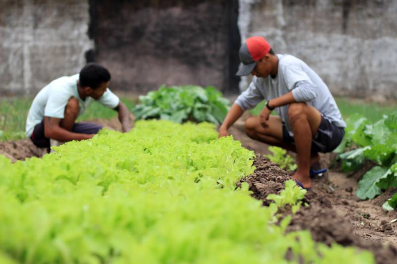 Uma alimentação saudável e rica em nutrientes faz parte da dieta das crianças atendidas pela Associação de Pais e Amigos dos Excepcionais – Apae, localizada no município de Santarém, que por meio de uma parceria com a Superintendência do Sistema Penitenciário do Estado (Susipe) recebe quinzenalmente, doações de hortaliças produzidas por internos do Centro de Recuperação Agrícola Silvio Hall de Moura (CRSHM).

FOTO: VELOSO JÚNIOR / ASCOM SUSIPE
DATA: 28.12.2018
SANTARÉM - PARÁ <div class='credito_fotos'>Foto: Veloso Junior / Ascom Susipe   |   <a href='/midias/2018/originais/fc87a848-98e9-4dd5-b0ee-d3809cc252e3.jpg' download><i class='fa-solid fa-download'></i> Download</a></div>