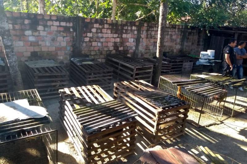 Policiais civis da Divisão Especializada em Meio Ambiente (Dema), com apoio da Superintendência da Região Integrada do Guamá, desencadearam nesta quinta-feira (7) a Operação Sapucaí, no município de Castanhal, para combater crimes ambientais relacionados à prática ilegal de rinha de galos. Durante a ação policial, 36 galos da espécie Índio Brasileiro foram resgatados de um cativeiro.
FOTO: ASCOM /POLÍCIA CIVIL
DATA: 07.06.2018
CASTANHAL - PARÁ <div class='credito_fotos'>Foto: Polícia Civil | <a href='/midias/2018/originais/fd645d9e-b277-4be7-bdc5-71dd9525a907.jpg' download><i class='fa-solid fa-download'></i> Download</a></div>