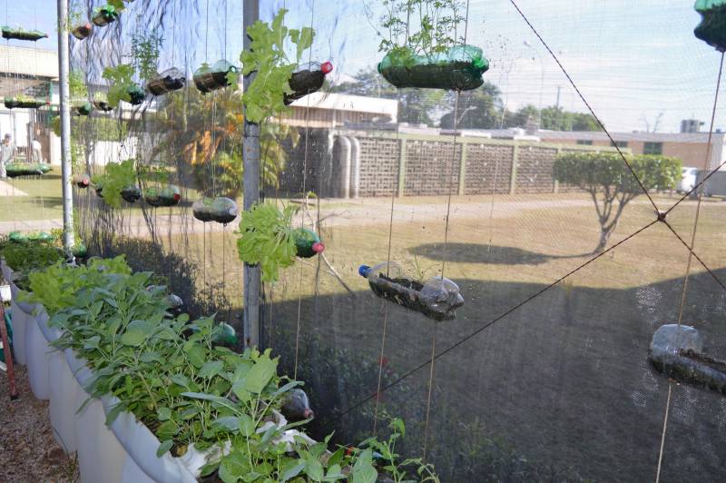 A preocupação com a alimentação saudável, livre de agrotóxicos e adubos químicos, vem aumentando nas primeiras décadas do século XXI. É nesse contexto que começam a ser adotados os alimentos orgânicos, produzidos com técnicas que respeitam o meio ambiente e visam a qualidade de vida de quem os consome. O Hospital Metropolitano de Urgência e Emergência (HMUE), em Ananindeua, implantou uma horta orgânica para pôr em prática os princípios da alimentação saudável e sustentabilidade. A unidade, gerenciada pela Pró-Saúde Associação Beneficente de Assistência Social e Hospitalar sob contrato com a Secretaria de Estado de Saúde Pública (Sespa), chega à sua terceira colheita de hortaliças em 2018, após meses de preparação e esforços dos colaboradores do Serviço de Higienização e Limpeza (SHL), que trabalharam na implantação e, agora, são os responsáveis pelo plantio, manutenção e colheita no espaço.

FOTO: ASCOM / HMUE
DATA: 23.03.2018
ANANINDEUA - PARÁ <div class='credito_fotos'>Foto: ASCOM HMUE   |   <a href='/midias/2018/originais/fe4b17e9-e9a6-4f90-973b-86547d7c11fa.jpg' download><i class='fa-solid fa-download'></i> Download</a></div>