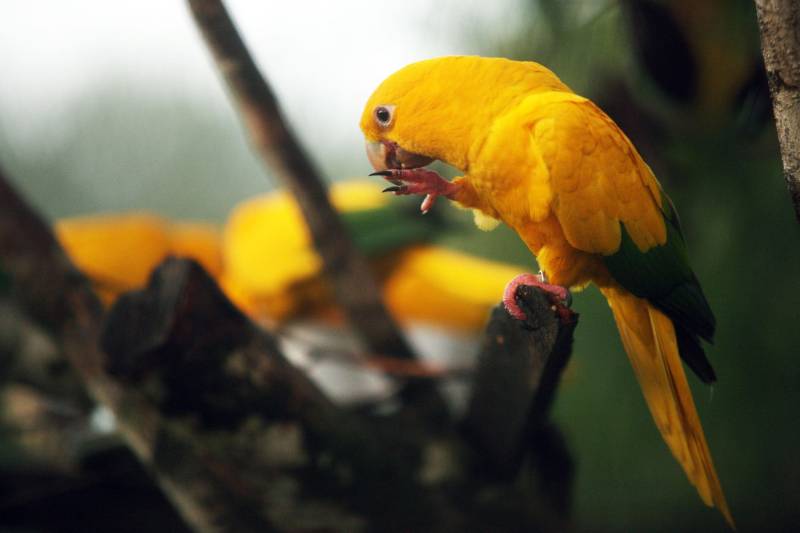 Sessenta anos após o último avistamento de Ararajubas nos céus de Belém, oito indivíduos dessa espécie foram devolvidos à natureza no início da manhã desta quarta-feira (31), no Parque Estadual do Utinga.
FOTO: THIAGO GOMES / AG. PARÁ
DATA: 31.01.2018
BELÉM - PARÁ <div class='credito_fotos'>Foto: Thiago Gomes /Ag. Pará | <a href='/midias/2018/originais/ff750599-f0a5-4c36-848e-2a8d87cdf5d0.jpg' download><i class='fa-solid fa-download'></i> Download</a></div>