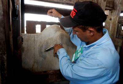 notícia: Mais de 80% do rebanho paraense está vacinado contra a Febre Aftosa