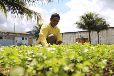 galeria: Horticultura é usada como terapia em unidade prisional do Pará