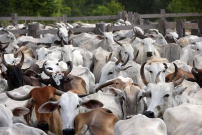 notícia: Pará vai contribuir com planejamento nacional contra febre aftosa