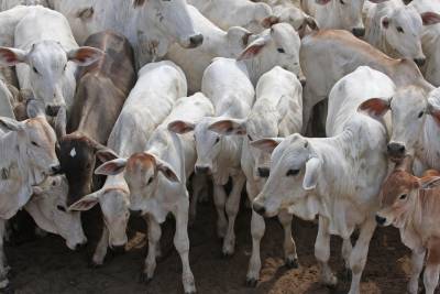 galeria: Faro e Terra Santa entram na reta final de vacinação contra febre aftosa