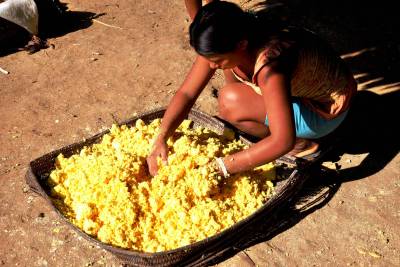 galeria: Ideflor-bio realizará mesa redonda sobre segurança alimentar e nutricional de povos indígenas