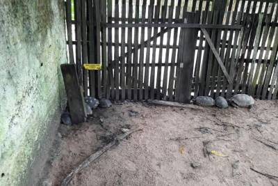 galeria: Operação da Polícia Civil combate a criação e o comércio ilegal de animais silvestres
