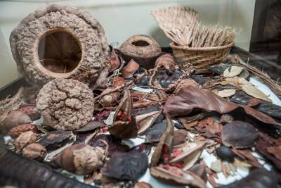 galeria: Herbário da Uepa comemora o Dia Nacional da Botânica