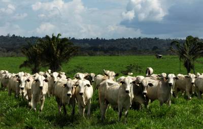 notícia: Pecuária sustentável é tema da quarta edição do “Sexta com Ciência”