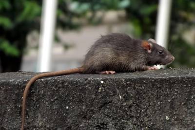 notícia: Sespa capacita agentes de zoonoses em controle da leptospirose