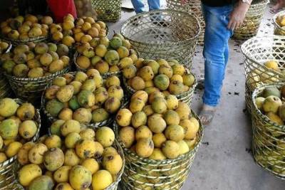 galeria: Projeto nacional incentiva agricultores em Augusto Corrêa