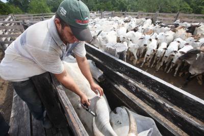 notícia: Pará alcança 98,09% de cobertura vacinal contra febre aftosa