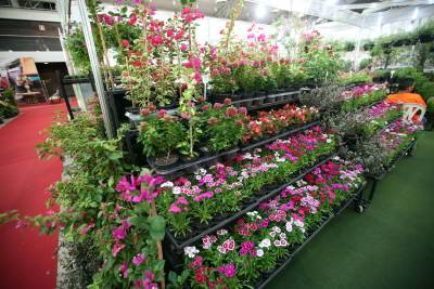 notícia: Florcolate oferecerá opções de presentes para as mães