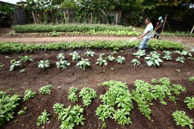 notícia: Câmara Técnica vai viabilizar projeto de redução do desmatamento na Amazônia