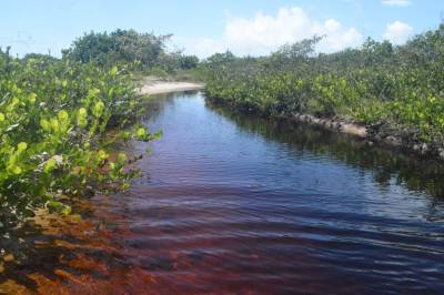 galeria: Ideflor-bio publica guia de identificação de plantas das ilhas de Algodoal e Maiandeua