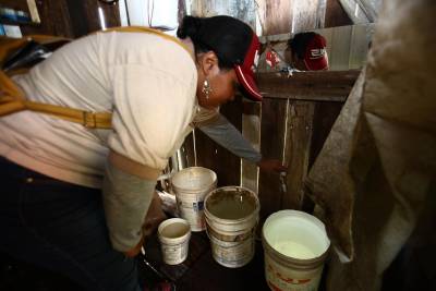 notícia: Doenças transmitidas pelo mosquito Aedes aegypti continuam em queda no Pará