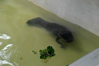 galeria: Semas doa pacotes de leite para a filhote de peixe-boi resgatada
