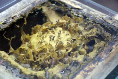 galeria: Abelhas sem ferrão são tema de palestra no Ideflor-bio