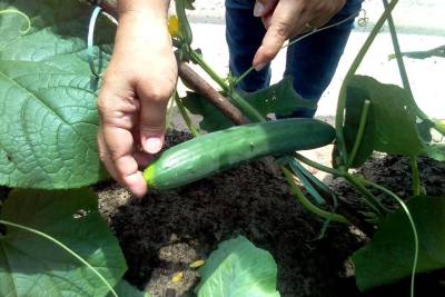 galeria: Pará Produtivo qualifica cultivo de frutas e hortaliças