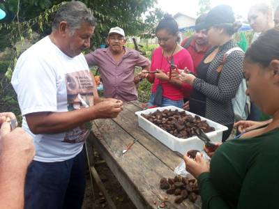 notícia: Oficina de produção de mudas de Castanha-do-Pará e Ipê é realizada em Mojuí dos Campos
