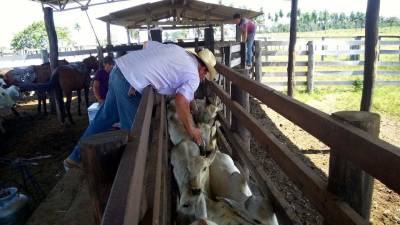 notícia: Vacinação contra a aftosa vai até 30 de novembro em 128 municípios do Pará