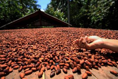 galeria: Pesquisadores e empresários avaliam a cadeia produtiva do cacau