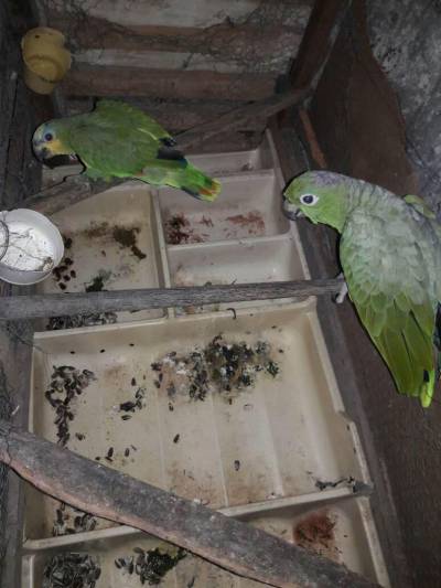 galeria: Operação resgata galos usados em rinhas e aves silvestres