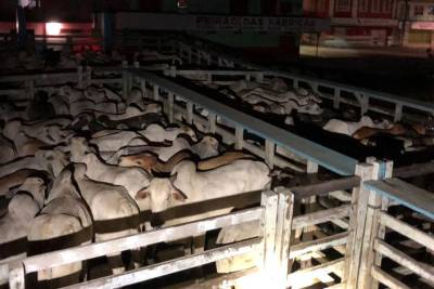 notícia: Sefa apreende bebida, gado e combustível em Óbidos
