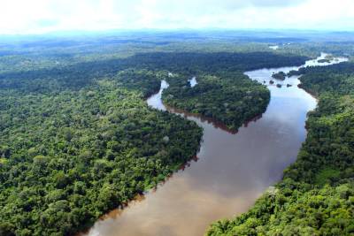 notícia: Dia Internacional da Floresta quer maior consciência sobre recursos naturais