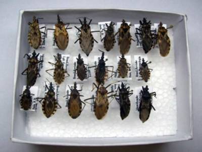 notícia: Sespa alerta população sobre prevenção e tratamento da doença de Chagas