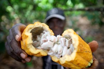 notícia: Pará fecha 2023  como líder absoluto na produção de açaí e dendê além de mais três  importantes culturas agrícolas 