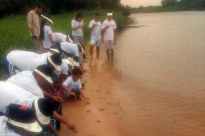 galeria: Mais de 300 mil tartarugas nasceram no Tabuleiro do Embaubal em dezembro