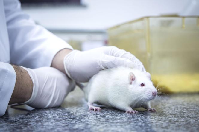 Biotério do Centro de Ciências Biológicas e da Saúde (CCBS), CAMPUS II da Universidade do Estado do Pará (Uepa).

FOTO: NAILANA THIELY
DATA: 12.04.19
BELÉM-PARÁ <div class='credito_fotos'>Foto: Nailana Thiely / Ascom Uepa   |   <a href='/midias/2019/originais/0e378db9-65c4-4959-9b2c-dcea1a364295.jpg' download><i class='fa-solid fa-download'></i> Download</a></div>