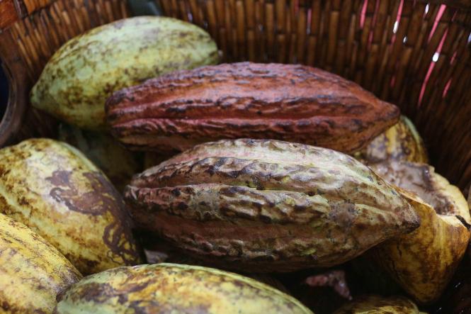 A participação do Pará no "Chocolat São Paulo 2019" foi considerada um sucesso pelos expositores. O evento na capital paulistana chega ao fim neste domingo(14) e reuniu 10 estandes com produtos da cadeia produtiva do cacau paraense e de outros estados. A maioria vendeu tudo o que trouxe, mas também fechou negócios, divulgou seus produtos, conversou com visitantes e adquiriu conhecimento, trocando experiências com outros empresários do ramo que também estavam presentes em São Paulo.

FOTO: DIVULGAÇÃO / SEMAS
DATA: 14.04.2019
SÃO PAULO - SP <div class='credito_fotos'>Foto: ASCOM SEMAS   |   <a href='/midias/2019/originais/257c1db3-de77-4505-b212-70445f403526.jpg' download><i class='fa-solid fa-download'></i> Download</a></div>