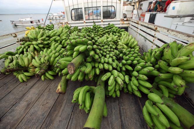 Produtores das regiões Metropolitana de Belém e Nordeste paraense recebem mudas de bananeira como incentivo ao crescimento da produção em áreas próximas da capital, onde grande parte da banana consumida vem de outras regiões do país. A ação é do programa Pará Produtivo, da Secretaria de Estado de Desenvolvimento Agropecuário e da Pesca (Sedap), quer estimular a criação de um novo polo de bananicultura para diminuir a importação da fruta.

FOTO: ARQUIVO / AGÊNCIA PARÁ
DATA: 20.03.2019
BELÉM - PA <div class='credito_fotos'>Foto: ARQUIVO / AG. PARÁ   |   <a href='/midias/2019/originais/263341db-de08-440a-a5d0-3f193bb42817.jpg' download><i class='fa-solid fa-download'></i> Download</a></div>