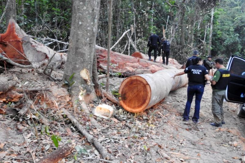 A Polícia Civil do Pará deflagrou, na madrugada de terça-feira (17), operação "Madeira de Lei", resultando nas prisões em flagrante de nove acusados. A empresa teve suas atividades paralisadas, para a medição de toda a madeira ilegal adquirida. A operação ocorreu na área de mata localizada na zona rural do município de Abel Figueiredo e em Rondon do Pará. <div class='credito_fotos'>Foto: ASCOM / POLÍCIA CÍVIL   |   <a href='/midias/2019/originais/2756_foto4.jpg' download><i class='fa-solid fa-download'></i> Download</a></div>