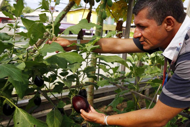 O Hospital Regional Público do Marajó (HRPM), atua na região há mais de oito anos, cuidado e prezando pela saúde de seus milhares de usuários por meio da assistência de média e alta complexidade oferecida pela equipe multiprofissional disposta a atender e acompanhar todo o processo, desde a admissão do usuário até sua recuperação. <div class='credito_fotos'>Foto: Ascom / HRPM   |   <a href='/midias/2019/originais/2841_hortahrpm2.jpg' download><i class='fa-solid fa-download'></i> Download</a></div>
